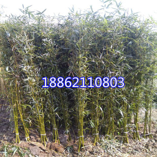 竹子苗 紫色竹子苗 金镶玉竹子苗 青竹苗 竹根 庭院栽培 佛肚竹苗
