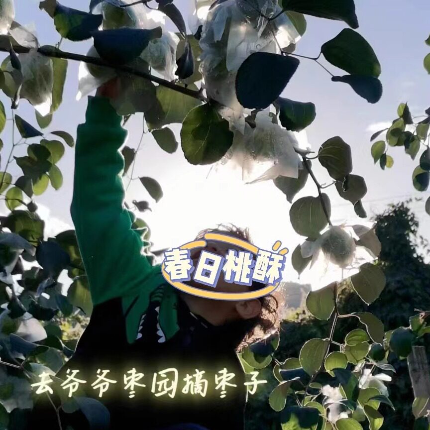 已卖完）大青枣6斤枣子贵妃奶蜜枣新鲜水果当季整箱包邮现摘甜脆