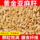 黄金亚麻籽生亚麻子500g亚麻仁可榨油非熟高亚麻酸胡麻籽秋麻籽