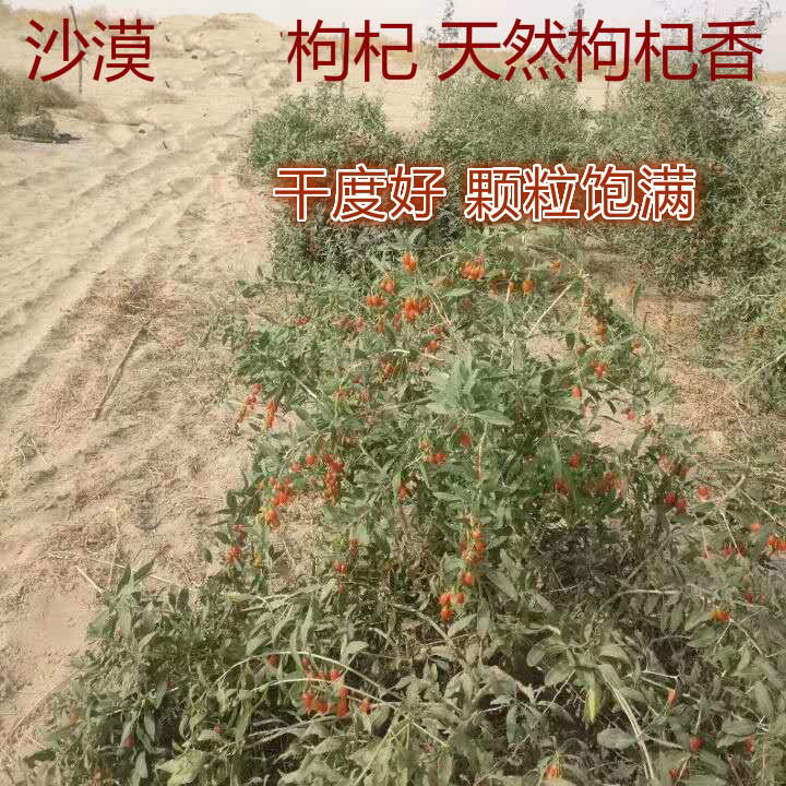 新疆特产精河红枸杞子头茬正品500g泡茶天然未加工沙漠