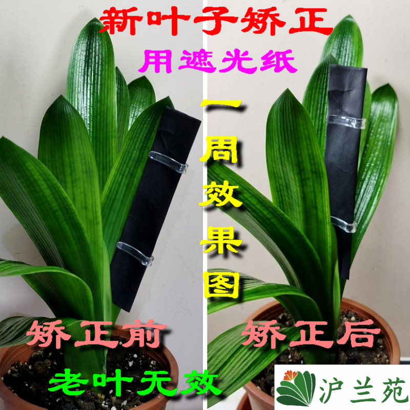 君子兰叶片矫正遮光纸整形矫正器其它园艺用品