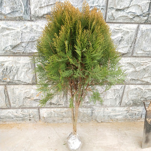 庭院苗木 洒金柏苗 盆栽洒金柏树 又名黄金柏 庭院道路绿化盆栽