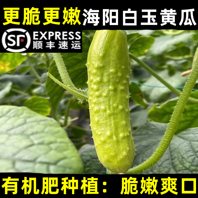 正宗海阳白玉黄瓜新鲜水果5斤装
