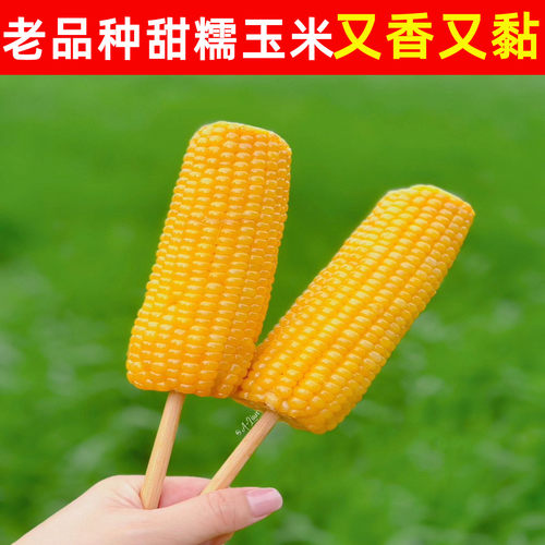 东北真空包装黏玉米棒