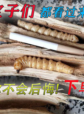 宁波正宗斗米虫/倒督黄寮狼虫/云实蛀虫阎王刺虫鸟不踏刺虫黄狼虫