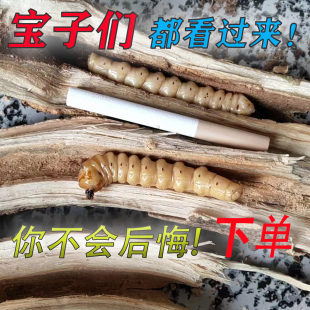 宁波正宗斗米虫/倒督黄寮狼虫/云实蛀虫阎王刺虫鸟不踏刺虫黄狼虫