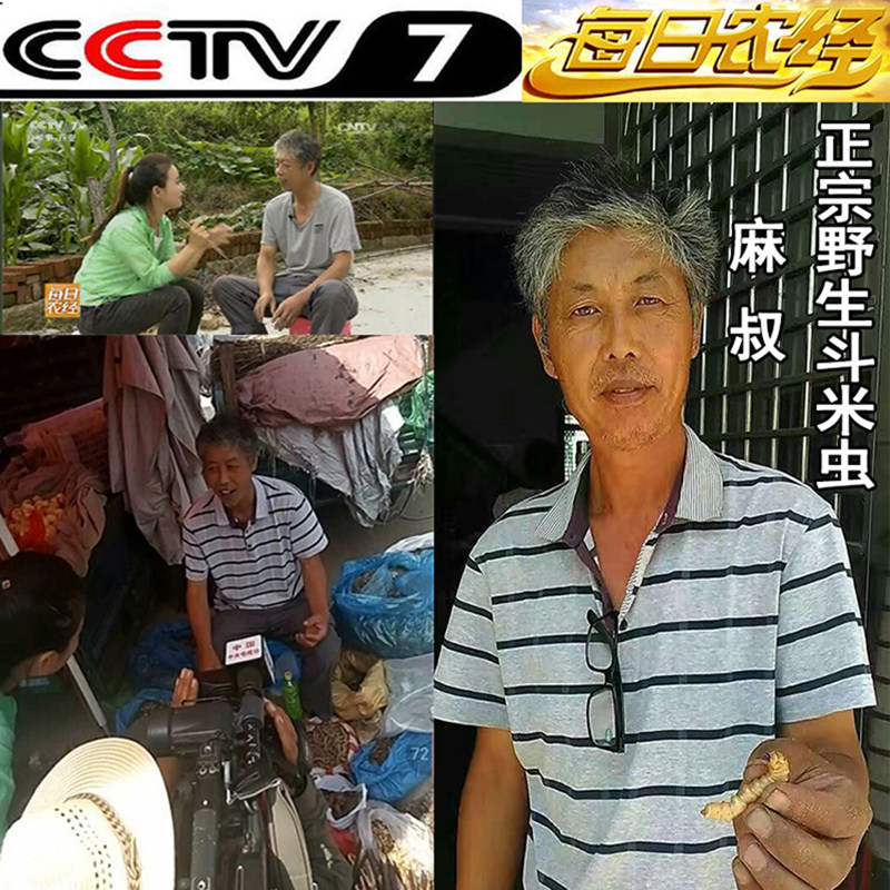 麻记斗米虫/浙江[野生活体]斗米虫/倒督黄狼虫/黄寮狼虫/云实蛀虫