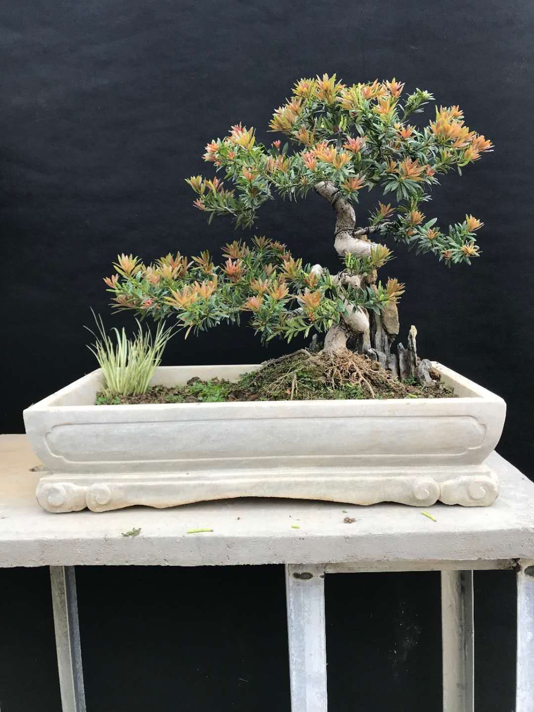 小红帽小叶红芽罗汉松盆景树龄十几年小老树搭配手工石盆高苑盆景