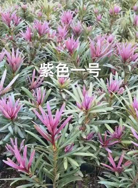 紫色一号紫芽罗汉松，嫁接杯苗高25-30公分，公树中叶品种