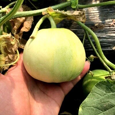 马连庄小甜瓜孕妇水果
