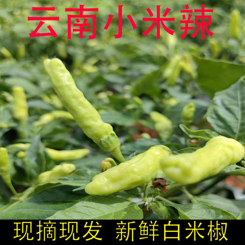 云南小米辣泡椒产地直销