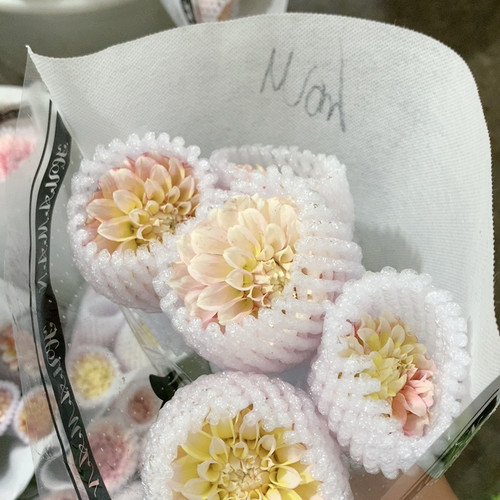 花蔓黄金桃子大丽花5支不包邮