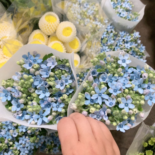 2扎蓝星花不包邮