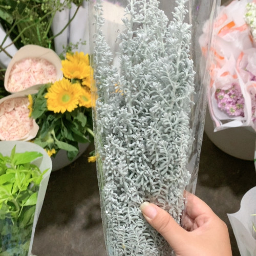 地肤一扎不包邮