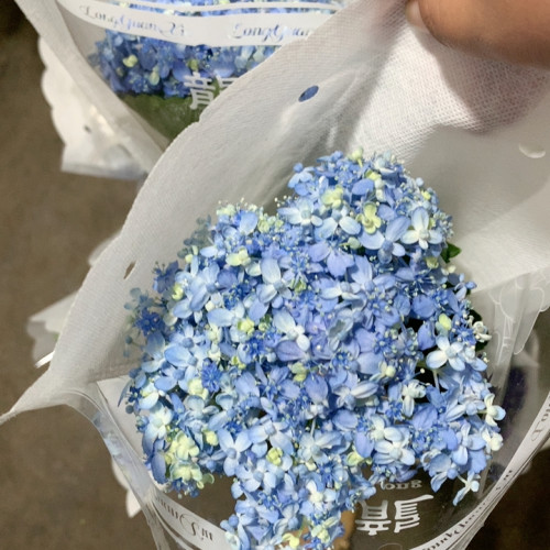 三和千鸟绣球一支不包邮