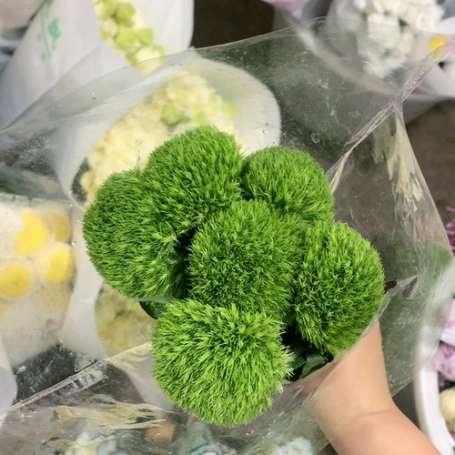 绿毛球10支不包邮