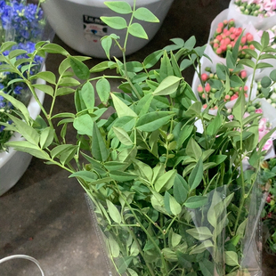 九星叶一扎不 包邮