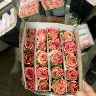 莫泊10支不包邮