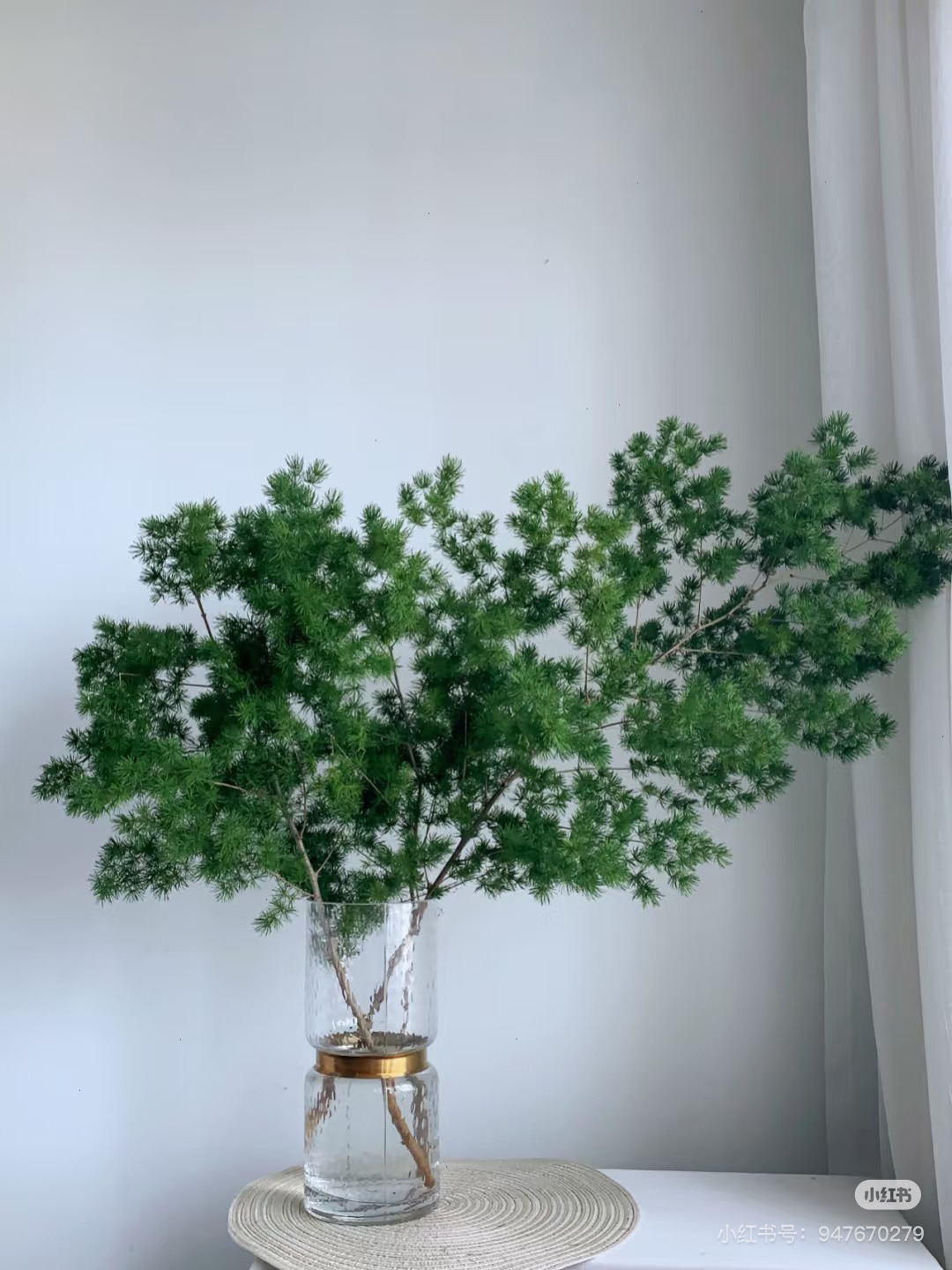 蓬莱松一扎不包邮