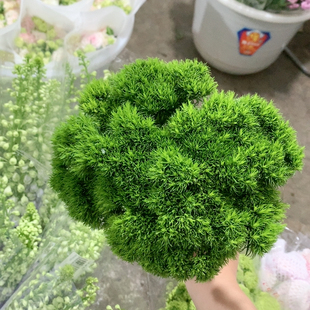 绿毛球10支不 包邮