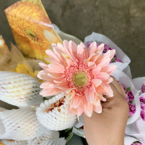 爱情海非洲菊10支不包邮