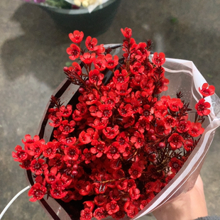 红色腊梅一扎不 包邮