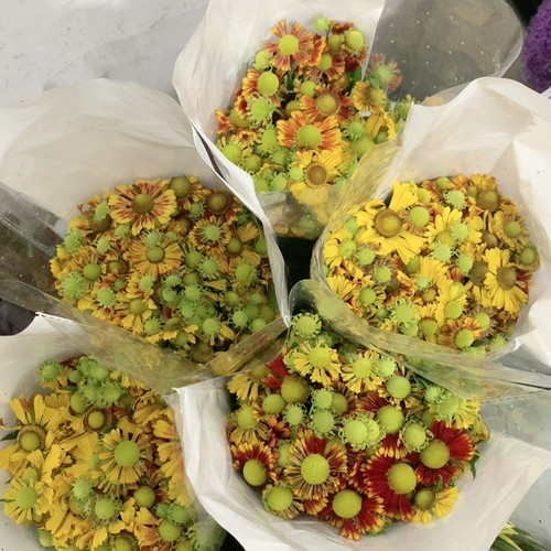 油画小菊一扎不包邮