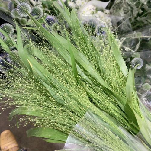 2扎喷泉草不包邮
