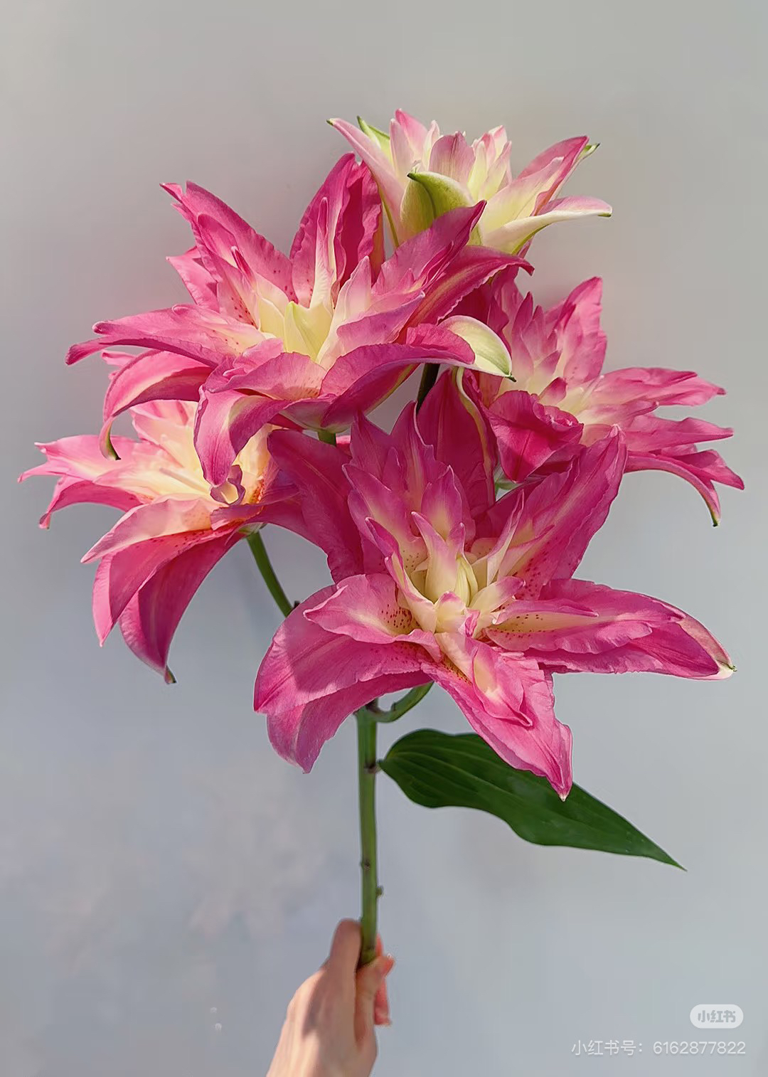 宝莲灯重瓣百合双头5支10朵不包邮