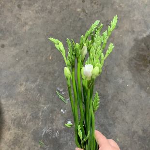 极地河白香雪兰一扎不 包邮