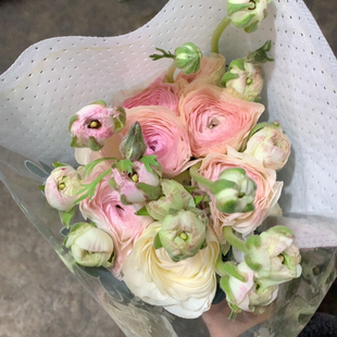 NST蜜桃派洋牡丹5支不 包邮