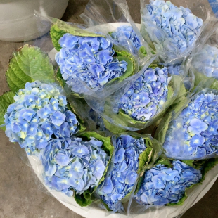 大海蓝绣球一支不 包邮