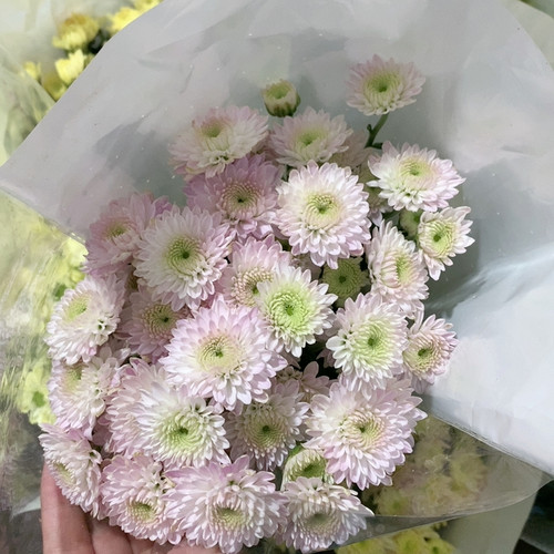 卡明粉雏菊10支不包邮