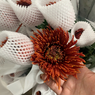 橙色烟花菊5支不 包邮