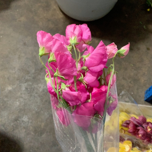 深粉香豌豆10支不 包邮