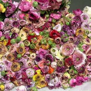 包邮 大头七彩花边洋牡丹9 10支不