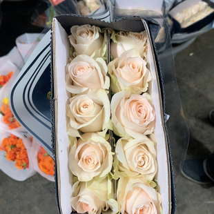 B级双鱼座10支不 包邮