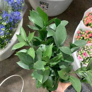 桔叶10支不 包邮