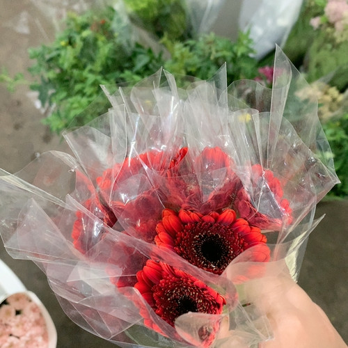 朝霞非洲菊10支不包邮