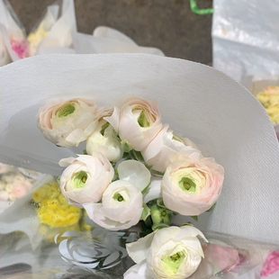 包邮 北小曼河内成功洋牡丹9 10支不