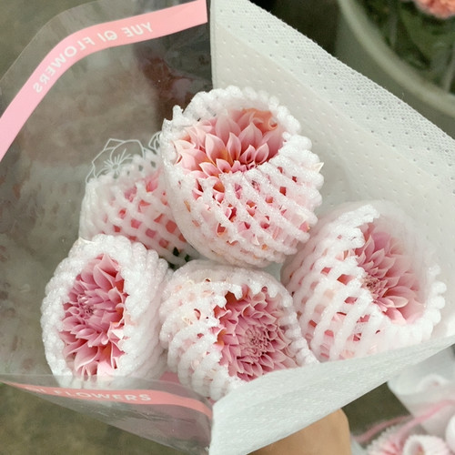 月琪奶油桃子大丽花5支不包邮