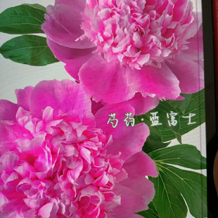 蓝富士芍药5支不 包邮