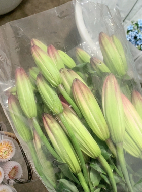 白色星球百合多头3支不包邮