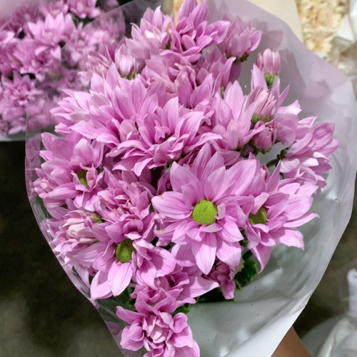 粉色三文鱼雏菊10支不包邮