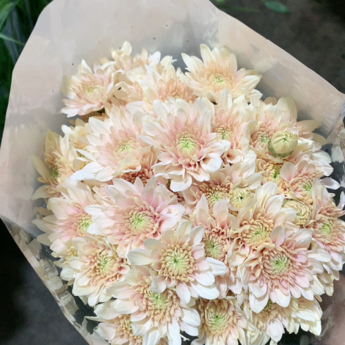 香草沙拉雏菊10只不包邮