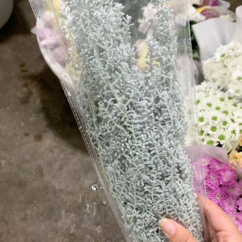 地肤一扎不包邮