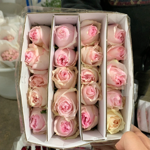 香巴拉10支不包邮