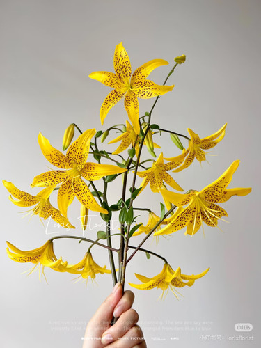 柠檬虎皮百合多头2支不包邮