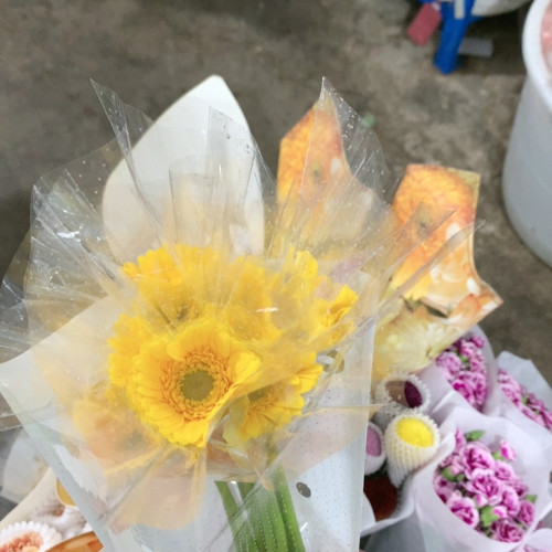 日喀则非洲菊10支不包邮