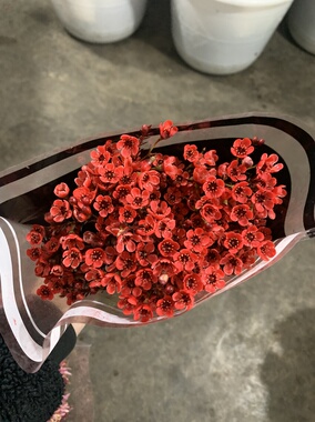 腊梅红色一扎不包邮